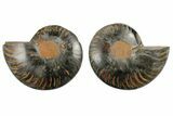 Cut/Polished Ammonite Fossil - Unusual Black Color #165672-1